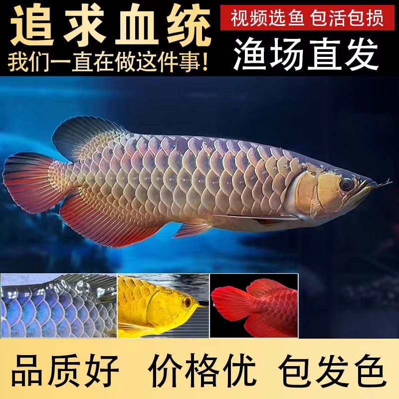金龙鱼活鱼古典蓝底金头龙鱼苗过背金龙印尼红龙鱼幼苗练手观赏鱼