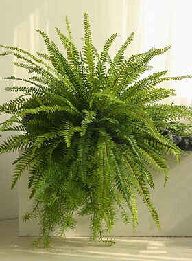 高仿真手感狼尾蕨绿色波斯蕨叶肾蕨软胶植物餐厅墙面花槽插花造景