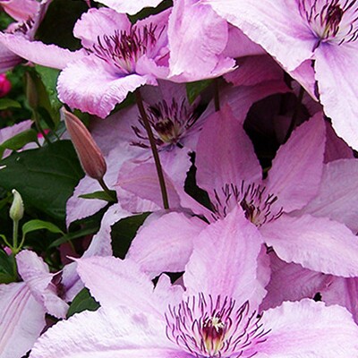 园艺铁线莲2类大花小苗盆栽爬藤植物粉香槟格恩西岛多瓣解放