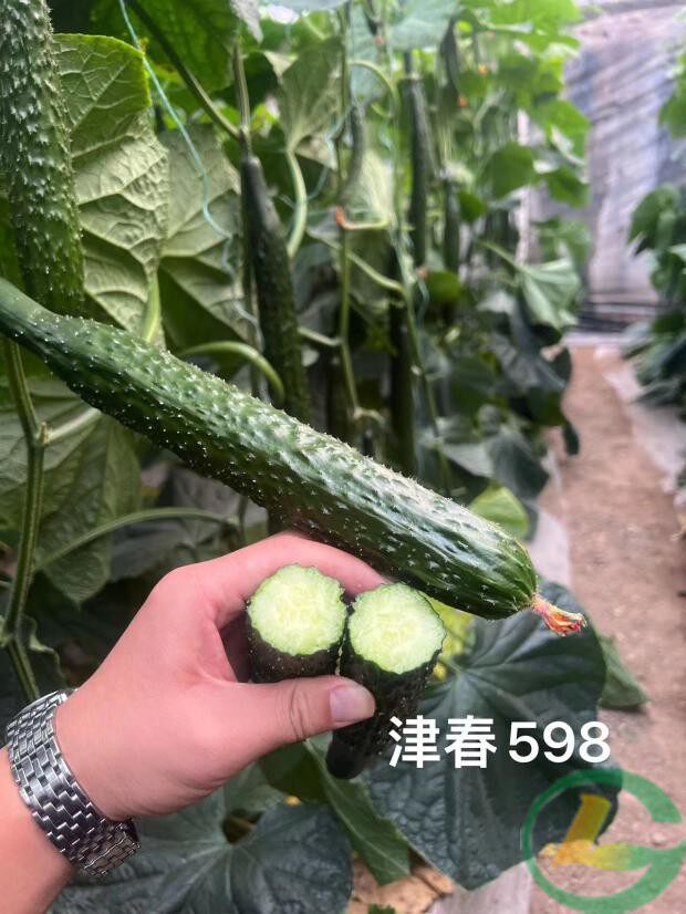 津春598 强雌丰产 绿瓤瓜条油亮 长势旺抗病强 春秋季栽培 天津科