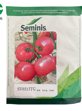 圣尼斯0313番茄种子seminis大果早熟口感好早春高产无限生长番茄