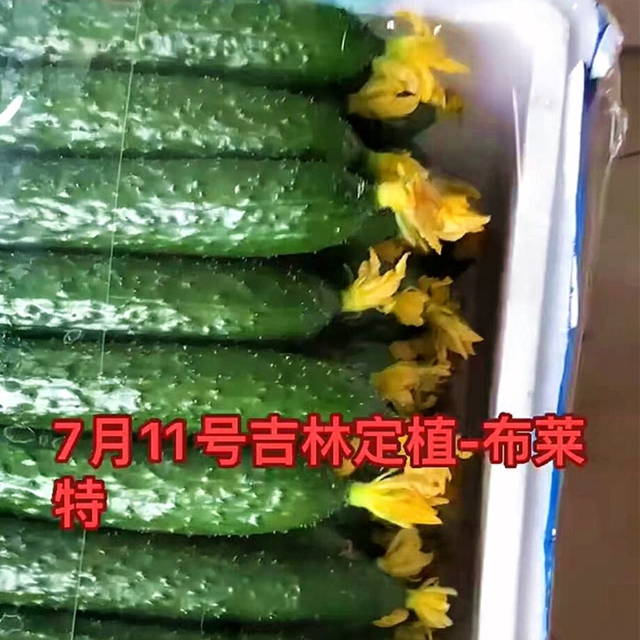 布莱特黄瓜种子 耐热性好 直播油亮 20g/袋