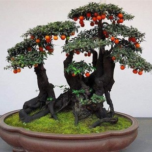 金弹子 老桩盆景 黑塔子瓶兰花z绿植花卉盆栽 公桩母桩 带果金弹