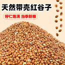 鸟食带壳红谷子增亮毛色鸟粮虎皮牡丹玄凤大颗粒中小型鹦鹉粮食物