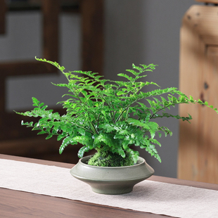 水培器皿苔藓球托盘绿植蕨类专用陶瓷花盆无孔家用桌面盆景摆件