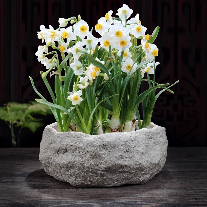 水仙花水培花盆创意仿石头