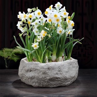 水仙花水培花盆专用水养 仿石头绿植盆景创意大小号陶瓷无孔摆件