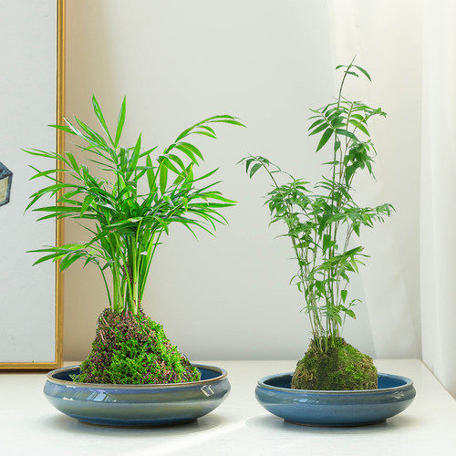 中式陶瓷花盆苔藓球水培托盘摆件