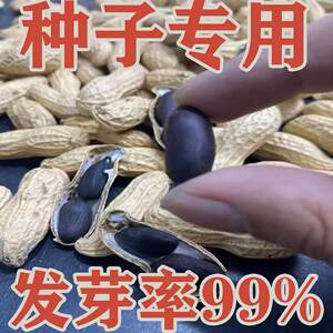 高产富硒带壳黑花生老品种
