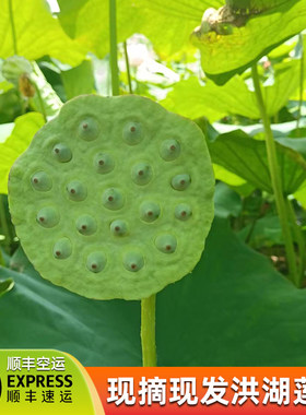 果心榴洪湖莲蓬鲜嫩莲蓬