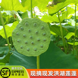 果心榴洪湖莲蓬现摘新鲜嫩莲蓬生吃即食现采莲子当季水果冷链包邮