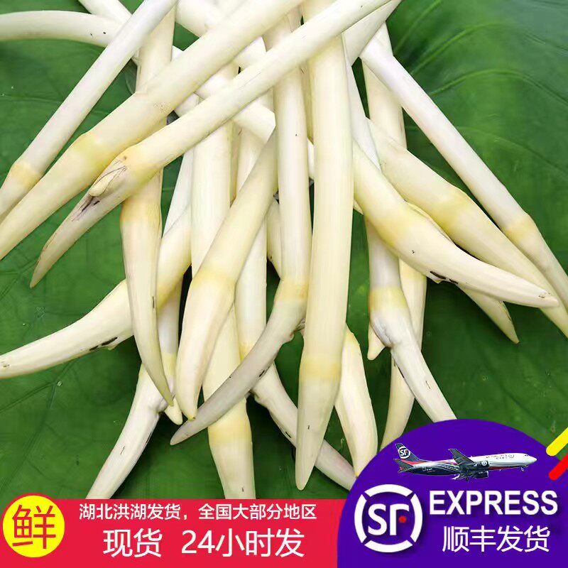 顺丰包邮新鲜藕带藕尖现挖现发藕肠子莲藕梢农家时蔬3斤洪湖野生