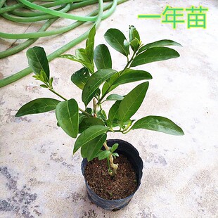 夜来香花树苗驱蚊带土阳台庭院室户外植物花卉夜木夜香花树苗盆栽