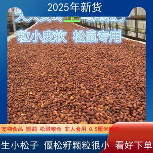 大兴安岭偃松野生马尾松子魔王松鼠粮食鹦鹉粮生小松子500g包邮