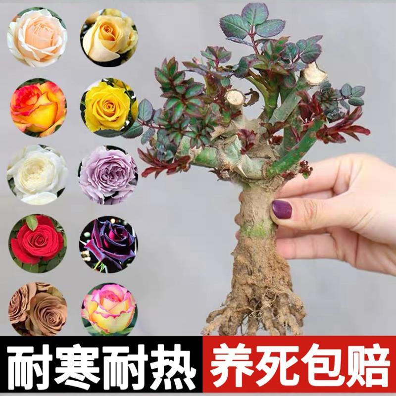 玫瑰花树苗老桩月季花苗盆栽灌木内外花浓香老根图片