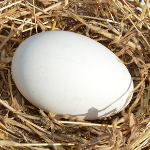 大三花鹅蛋种蛋受精蛋可孵化鹅苗受精种鹅蛋新鲜四季鹅三花产蛋王