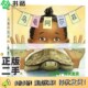 二手图书乌龟阿尔菲 美 赛拉·赫德著绘；杨玲玲 正版 彭懿译文化发展出版 社9787514223781