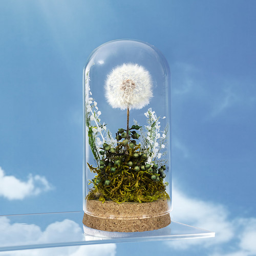 蒲公英永生花精美礼盒