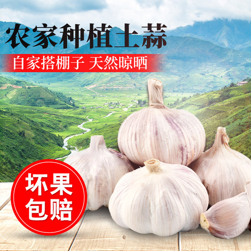蒜农自种产地发货干大蒜耐存放干