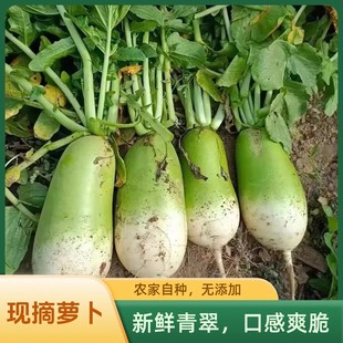 青萝卜新鲜批发价河南青头萝卜老品种生吃水果萝卜脆泡菜萝卜干等