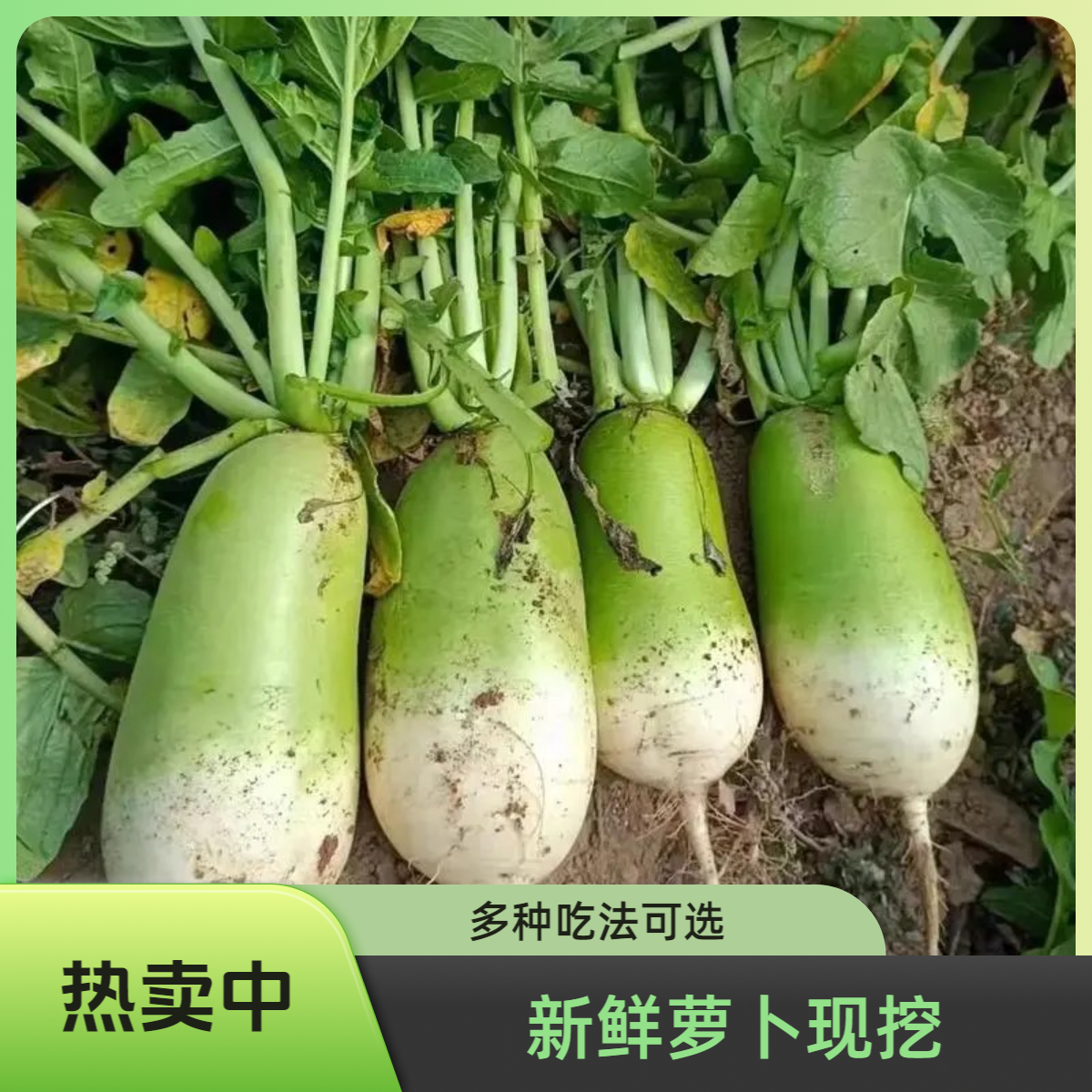 青萝卜新鲜批发价河南青头萝卜老品种生吃水果萝卜脆泡菜萝卜干等,水产肉类/新鲜蔬果/熟食,萝卜/胡萝卜,淘宝优惠券,粉丝福利购,淘宝优惠卷