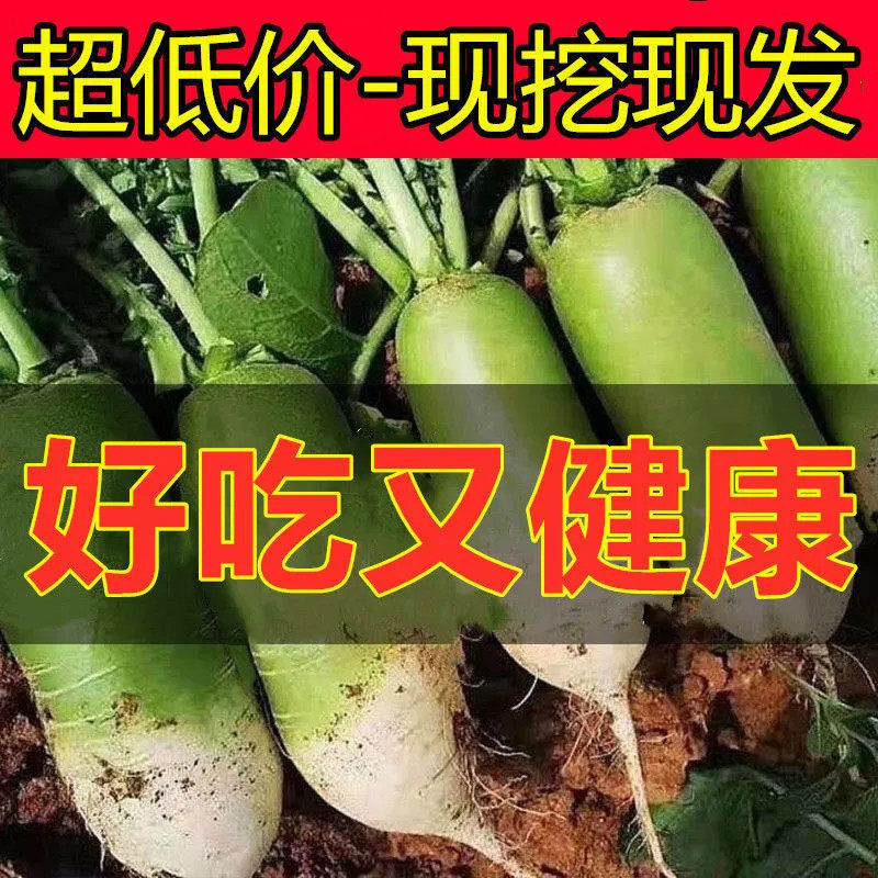 新鲜河南青萝卜农家自种蔬菜生吃白萝卜脆胡萝卜水果1/5/10斤批发,水产肉类/新鲜蔬果/熟食,萝卜/胡萝卜,淘宝优惠券,粉丝福利购,淘宝优惠卷