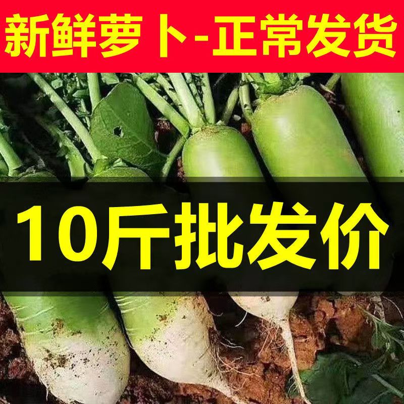 现挖新鲜萝卜-多种吃法-超值推荐