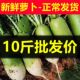沙地青萝卜新鲜批发5 10斤河南特产可生吃水果萝卜蔬菜青头萝卜脆