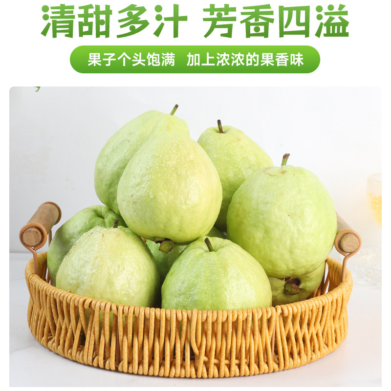 【顺丰可选】脆甜白心芭乐新鲜番石榴白巴乐包邮现摘当季孕妇水果