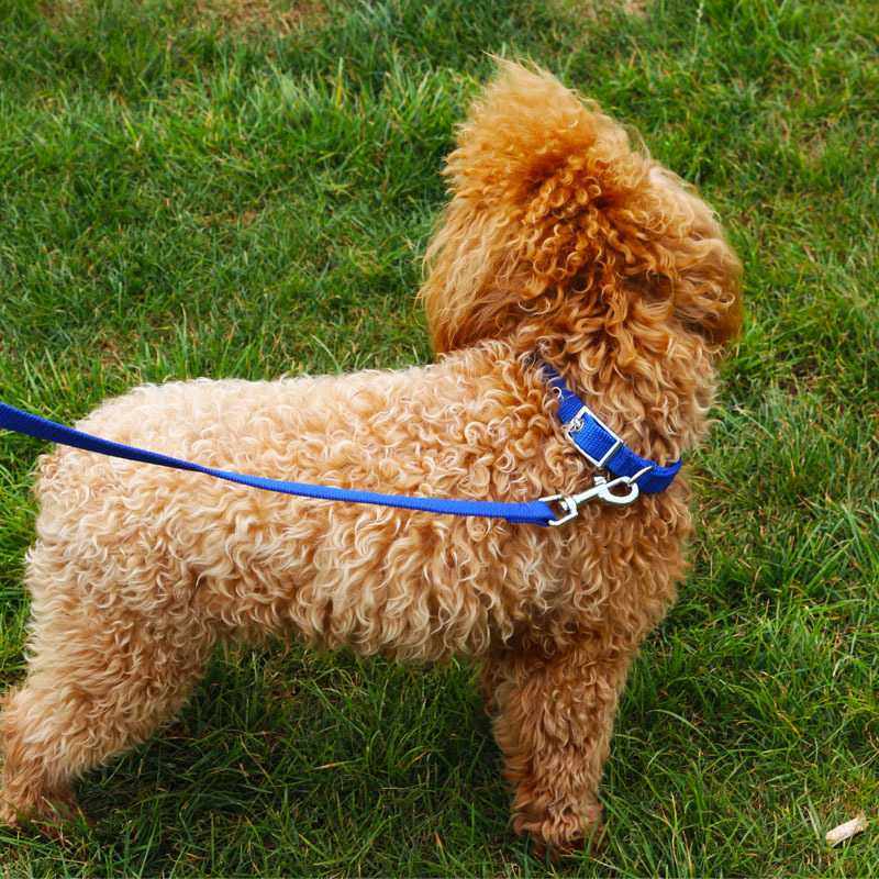 新款直销现货 热销素色泡棉牵引带狗绳项圈套 狗脖套宠物用品8,宠物/宠物食品及用品,项圈/肩带,淘宝优惠券,粉丝福利购,淘宝优惠卷