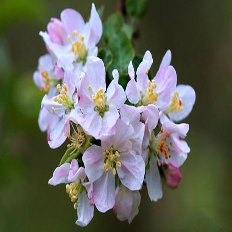 苹果花粉 苹果授粉花粉  高纯度高 高发芽率 苹果专用花粉 精花粉