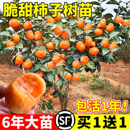柿子树果苗无核脆甜火晶