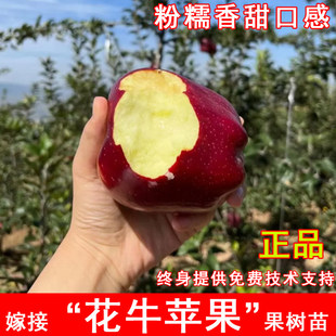 花牛苹果树苗美国蛇果甘肃天水粉面苹果苗南方北方盆地栽当年结果