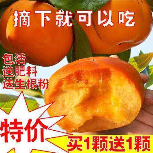 树苗甜脆柿子苗嫁接日本