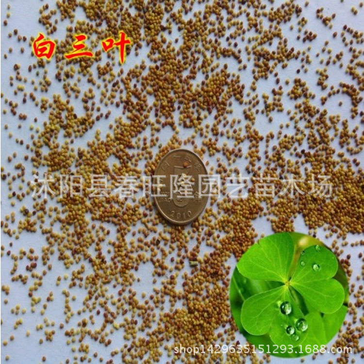 白三叶草籽子白工程绿化白三叶草