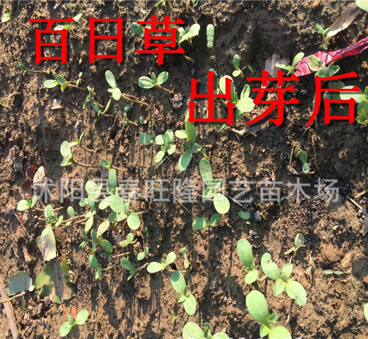 百日草种子 大红百日花 步步高种子 单色百日草 发芽高花海种植