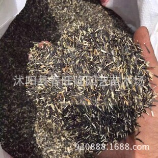 基地新 一年生草花万寿菊 花卉臭菊一年生草花种子 发芽率高