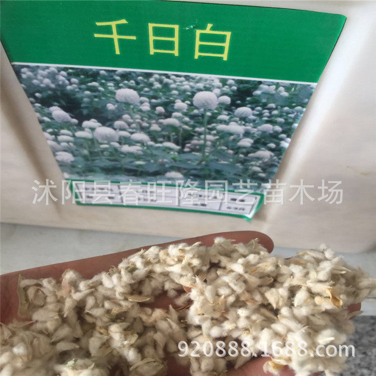 花草种子千日红种子  千日紫种家庭园艺种子