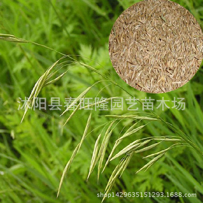 护坡出芽率牧草种子