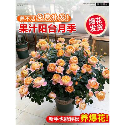 带花果汁阳台月季花苗盆栽带花苞四季常青花卉阳台玫瑰蔷薇花灌木
