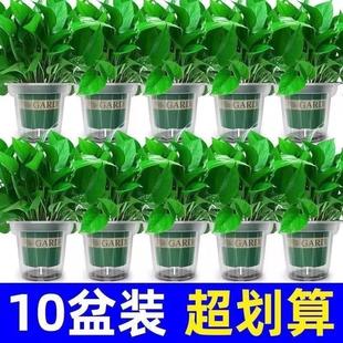 绿萝新房室内盆栽除甲醛净化空气植物花卉办公室客厅绿植绿箩水培