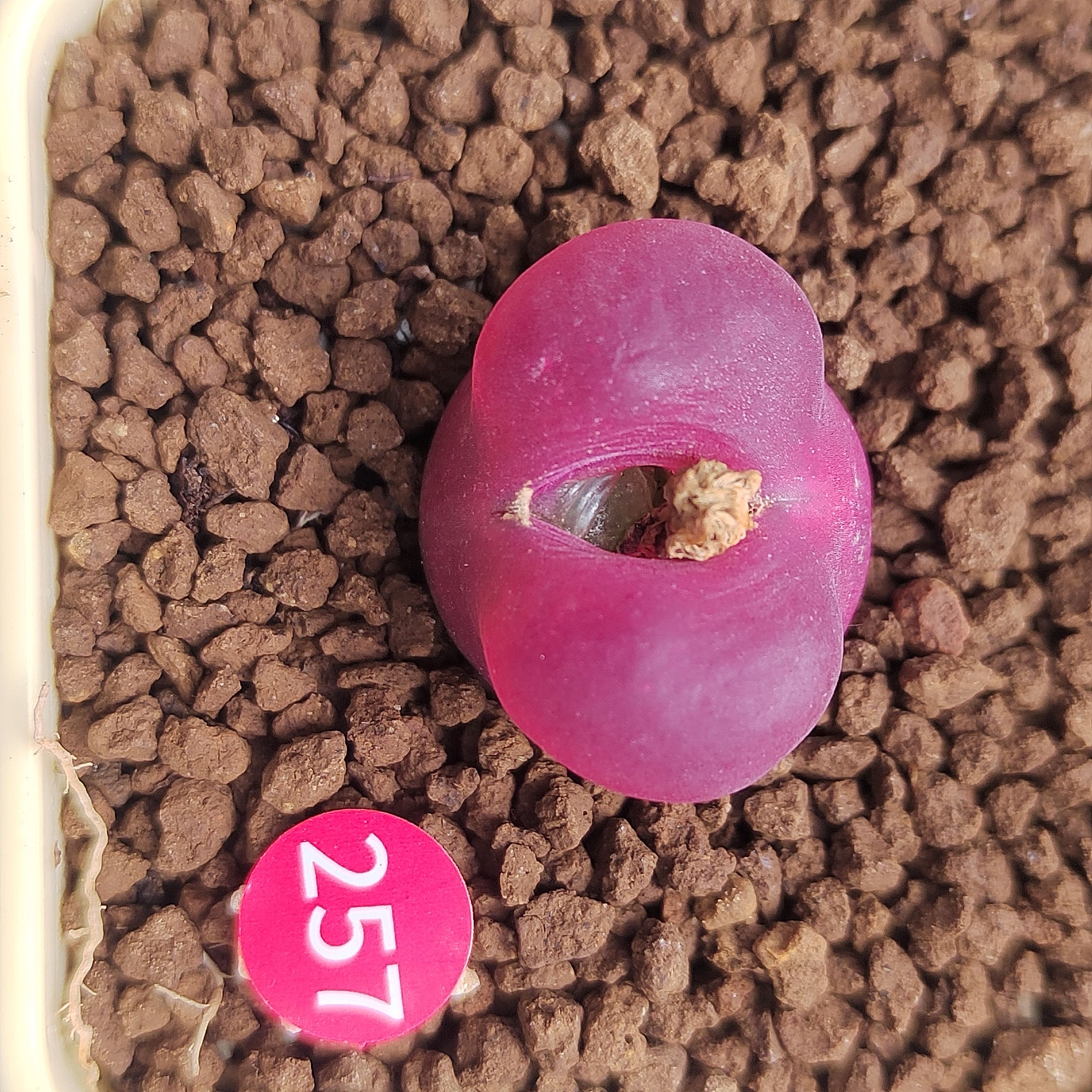 257#超级毛汉尼肉锥多肉植物7年生母本单头尺寸2.2厘米一物一拍