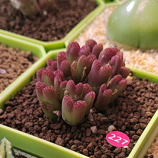 227#紫鸟哈尼肉锥多肉植物26头多年生母本一物一拍