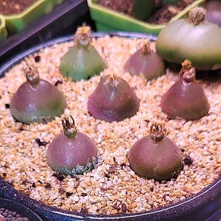 灯泡肉锥多肉植物2.5—2.9厘米