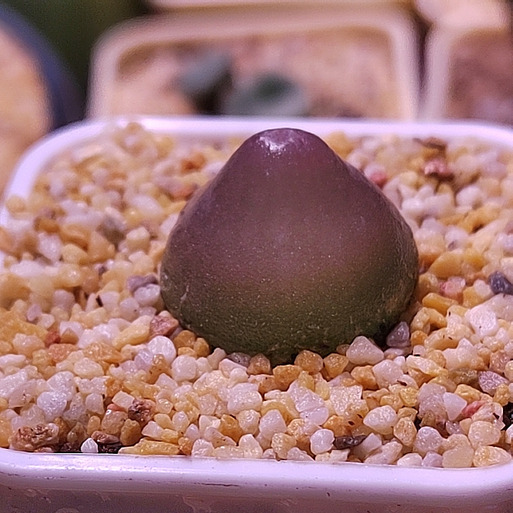 灯泡肉锥多肉植物2厘米