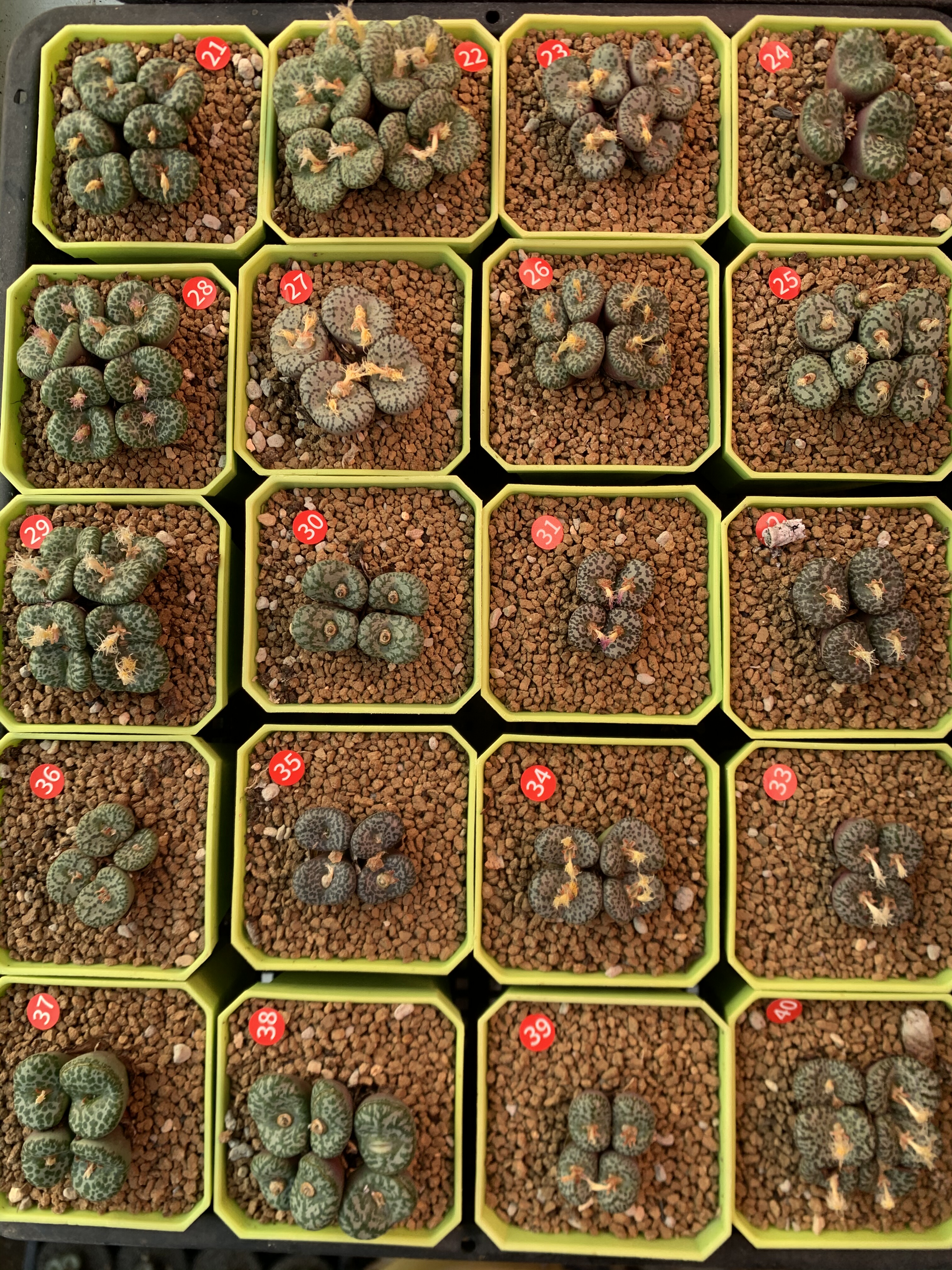 大型泡泡安贞拉丁文编号obcordellum,Pakhuys
