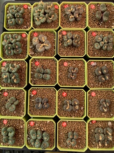大型泡泡安贞拉丁文编号obcordellum,Pakhuys