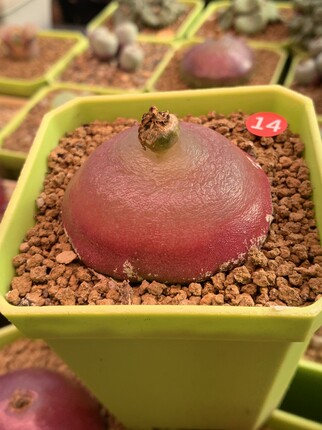1～20#红灯泡肉锥8年大母本sh409灯泡肉锥 多肉植物5月25号扒老皮