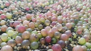 肉锥灯泡,红灯泡,多肉植物,非哈默灯泡