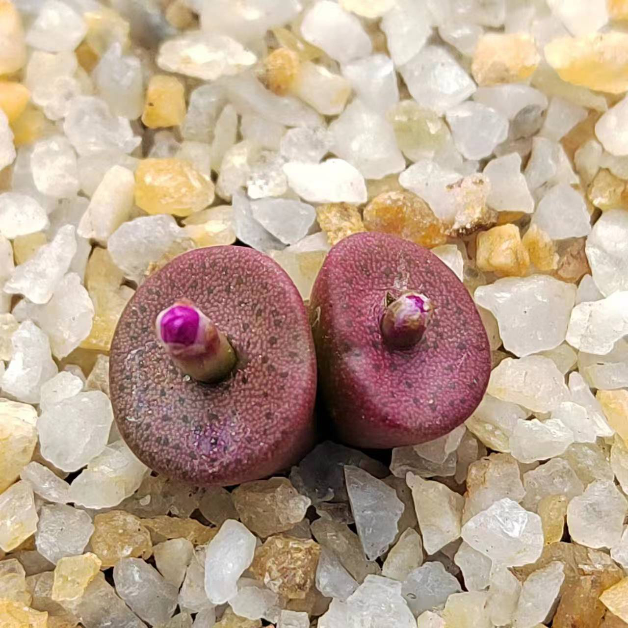 多肉植物金币纽扣肉锥种子20粒一份